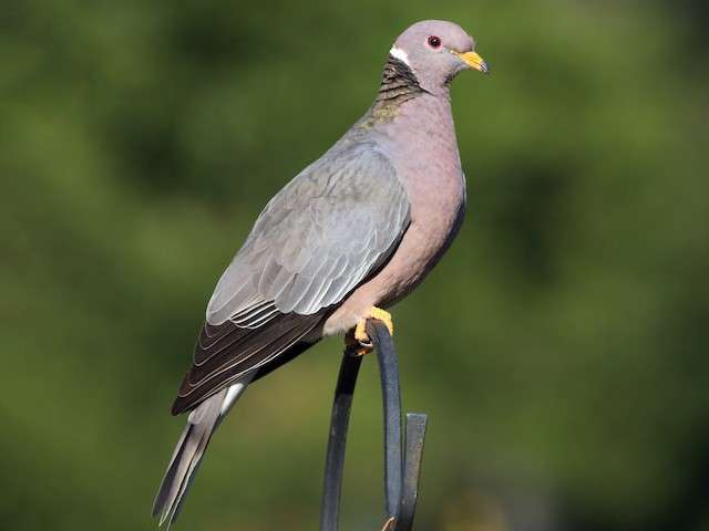 Banded-Tailed Pigeon