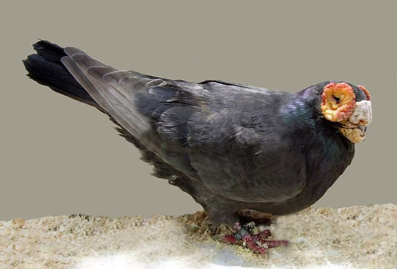 Barb Pigeon