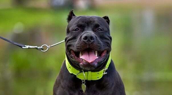 Black American Bully (Kb on K Locus)