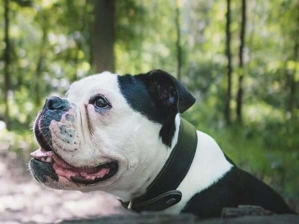 Black and White English Bulldog (AGOUTI or A Locus)