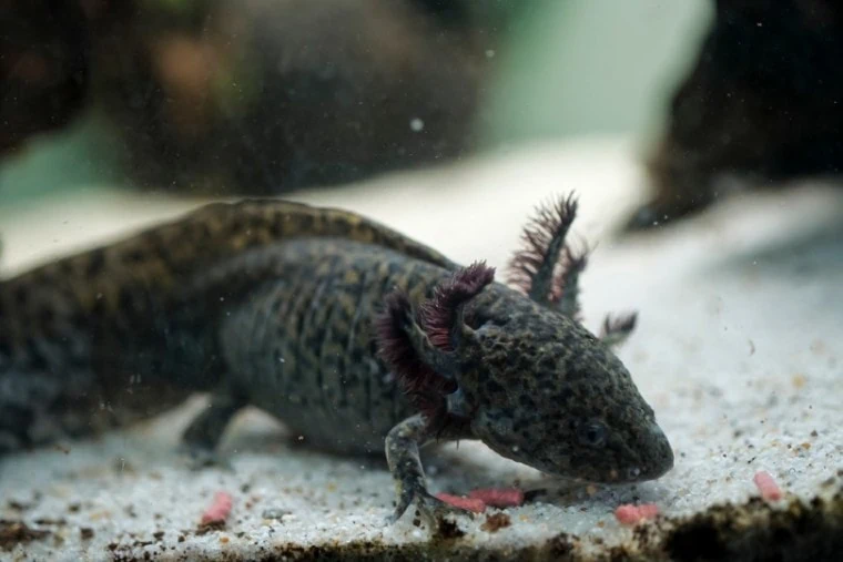 Black Axolotl