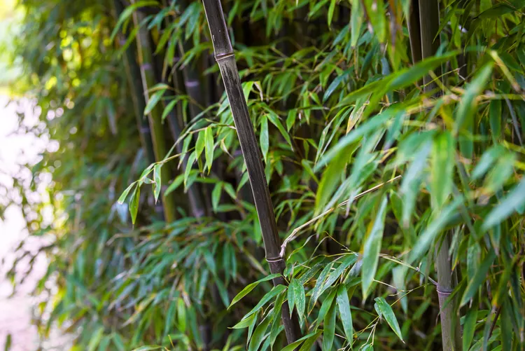 Black Bamboo