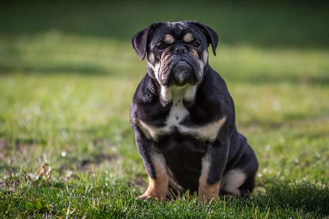Black English Bulldog (MC1R and K Genes)