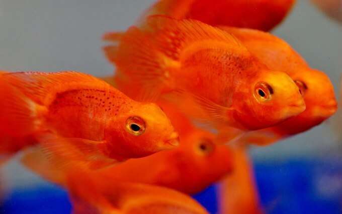 Blood Parrot Cichlid