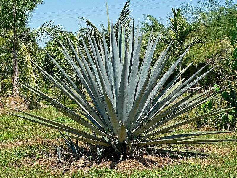 Blue Agave