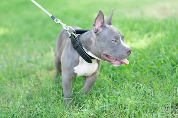 Blue American Bully (Dilution Gene, D and d)