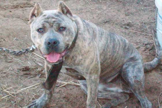 Blue Brindle American Bully (Brindle Kbr+aa)