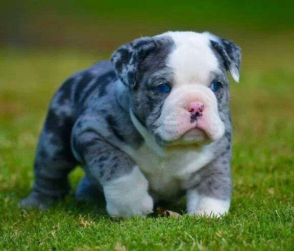 Blue English Bulldog (Dilution Gene, d and D)