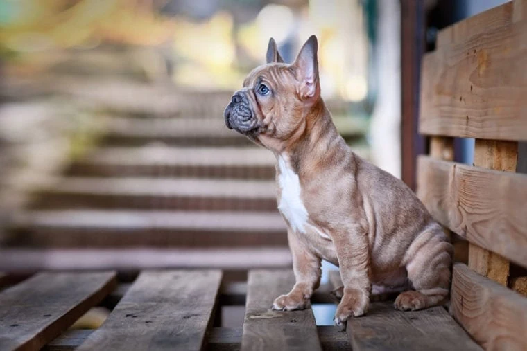 Blue Fawn French Bulldog (ay/a+d/d)