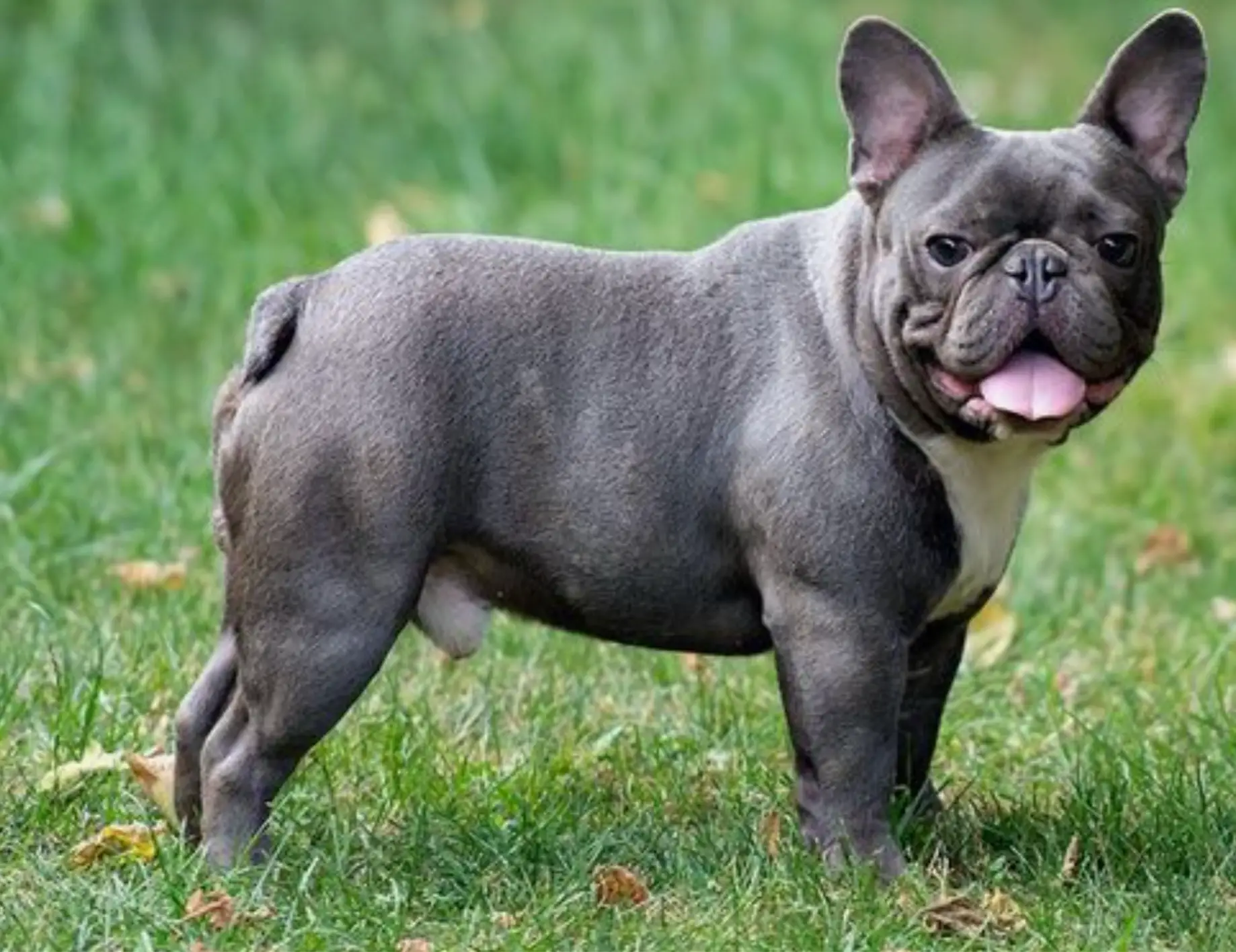 Blue French Bulldog (d/d on D locus)