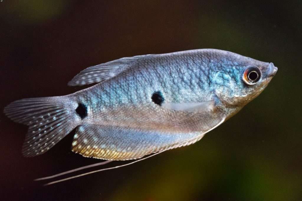 Blue Gourami
