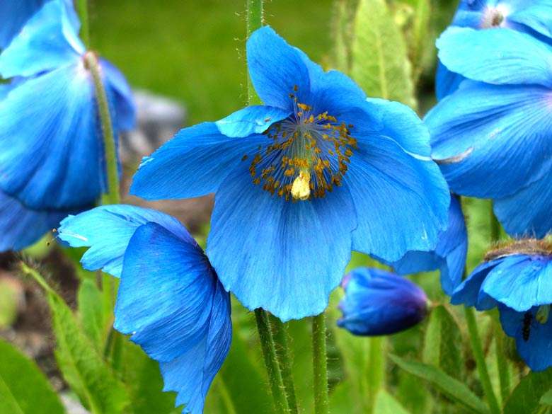 Blue Himalayan Poppy