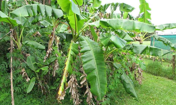 Blue Java Banana