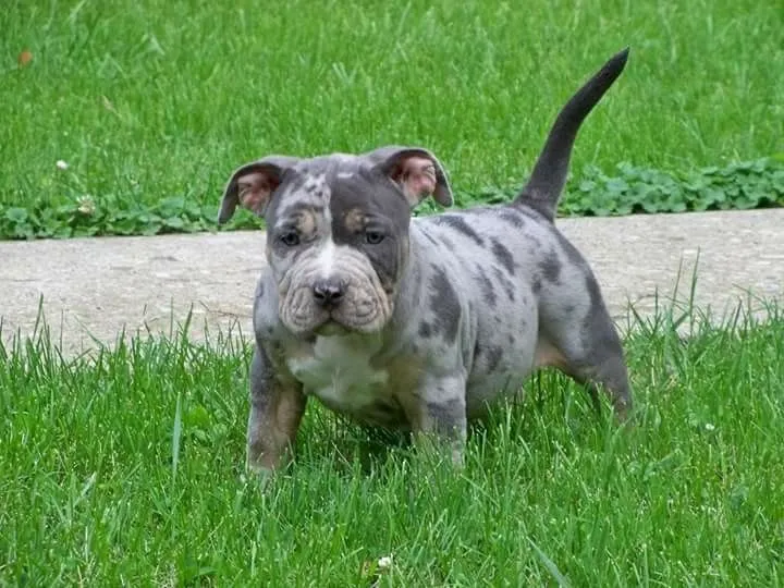 Blue Merle American Bully (M Gene)