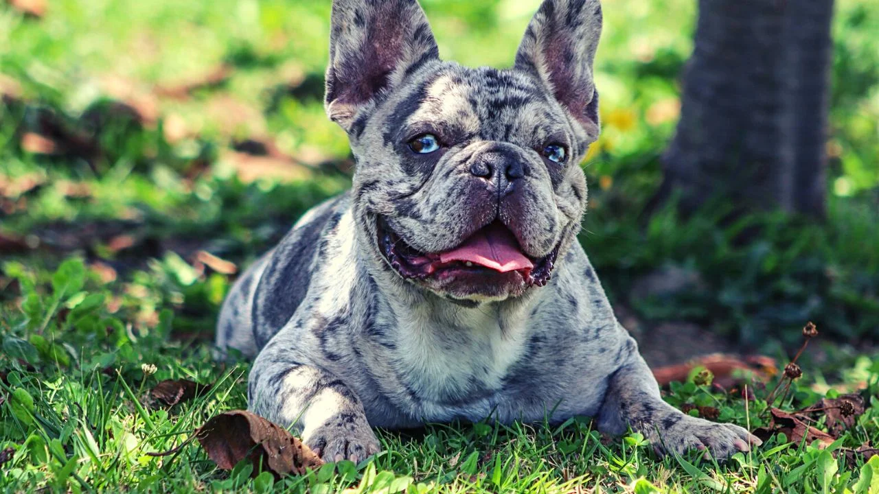 Blue Merle French Bulldog (Mm on M allele)