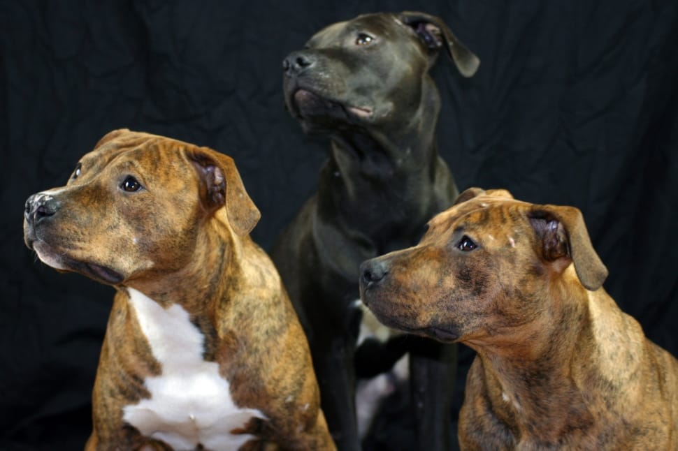 Brindle American Bully (Kbr on K Locus)