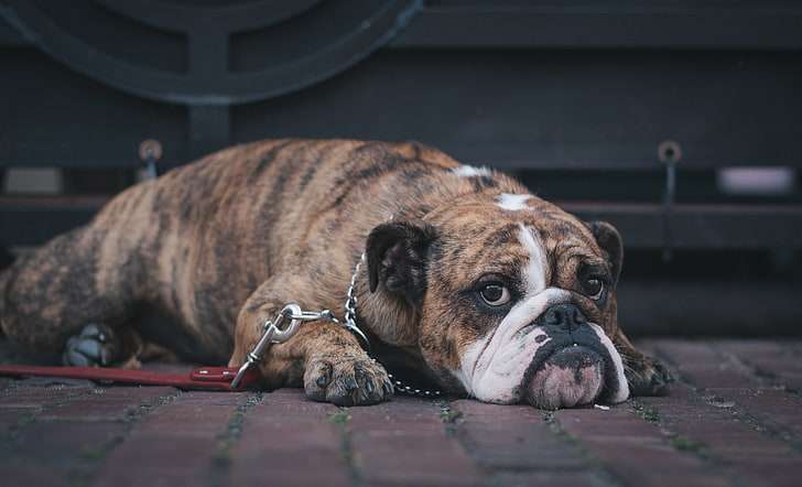 Brindle English Bulldog (Brindle Gene With K locus, Kbr DNA)