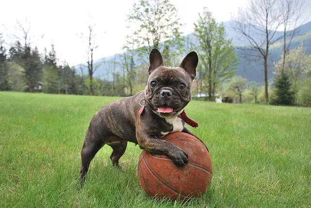 Brindle French Bulldog (Kbr Gene)