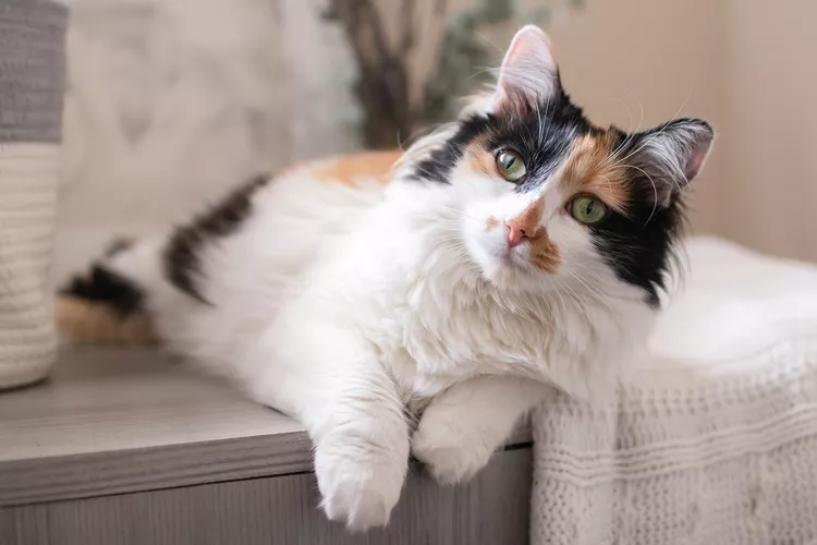 Calico Cat
