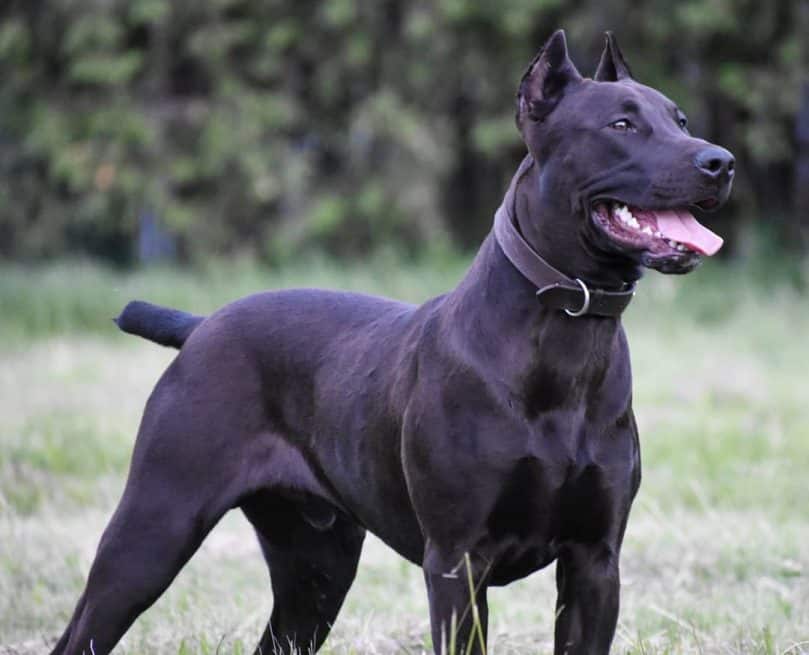 Canis Panther