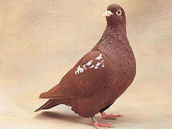 Carneau Pigeon