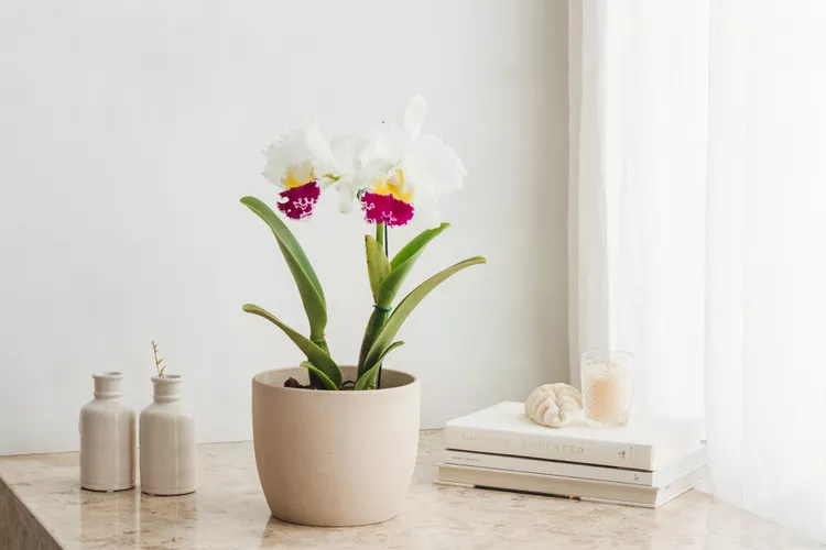 Cattleya Orchid