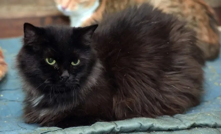 Chantilly-Tiffany Cat