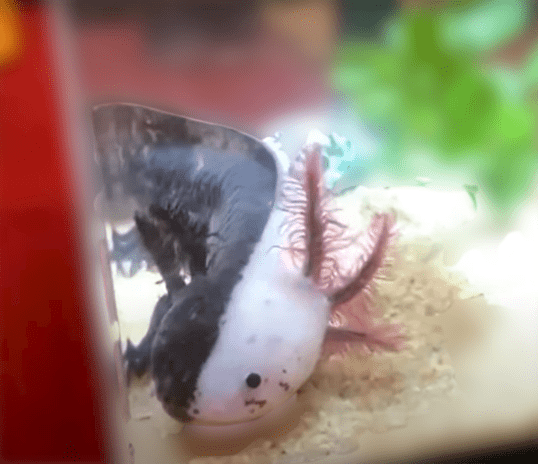 Chimera Axolotl