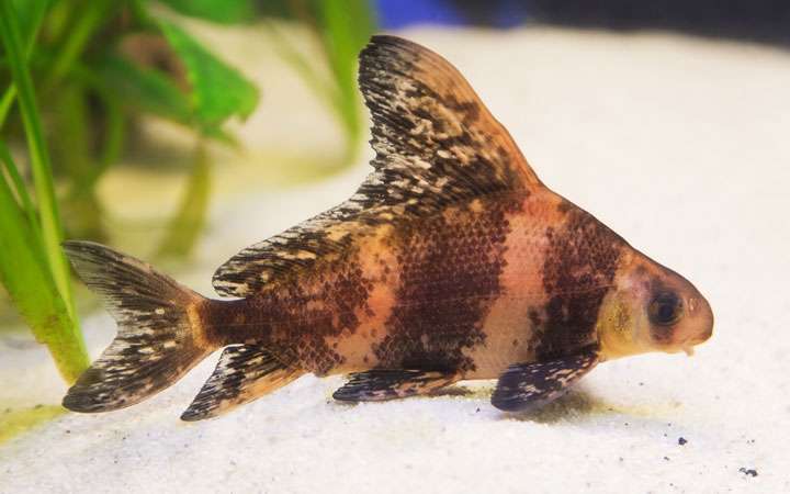 Chinese Hi-Fin Banded Shark