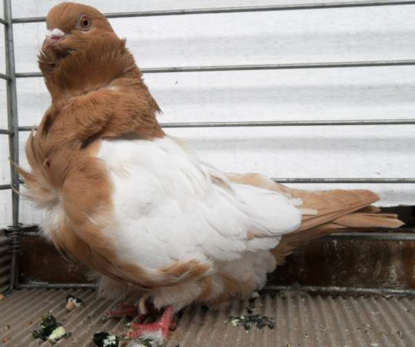 Chinese Owl Pigeon