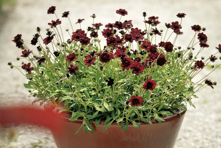 Chocolate Cosmos
