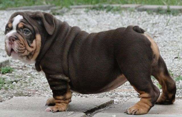 Chocolate English Bulldog (COCOA locus)