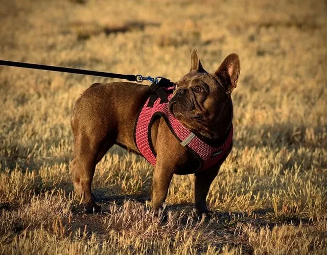 Chocolate French Bulldog (Co/Co on COCOA Locus)