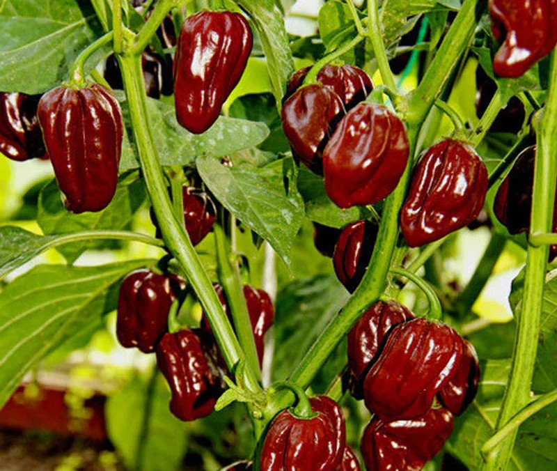 Chocolate Habanero Pepper