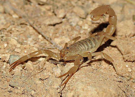 Coahuila Devil Scorpion