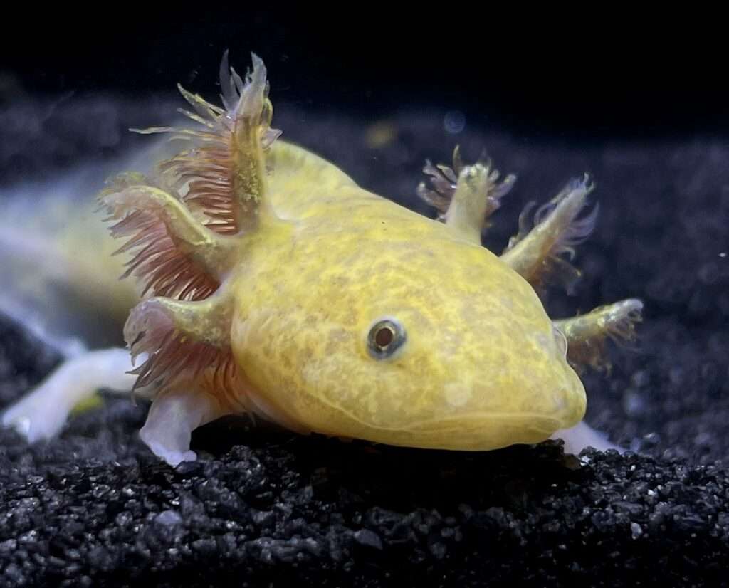 Copper Axolotl
