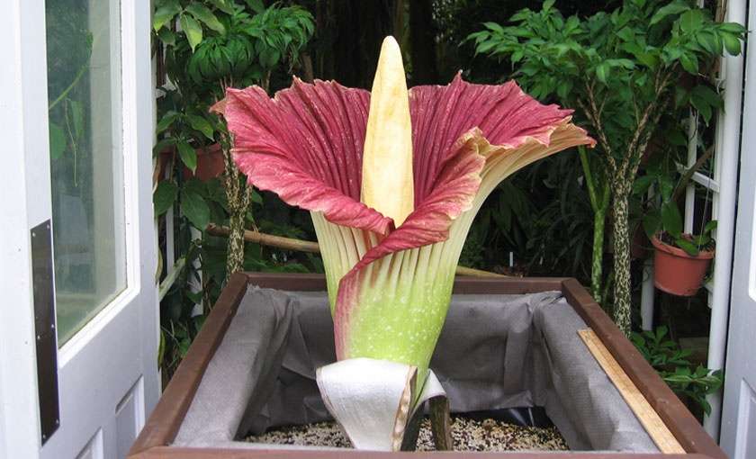 Corpse Flower