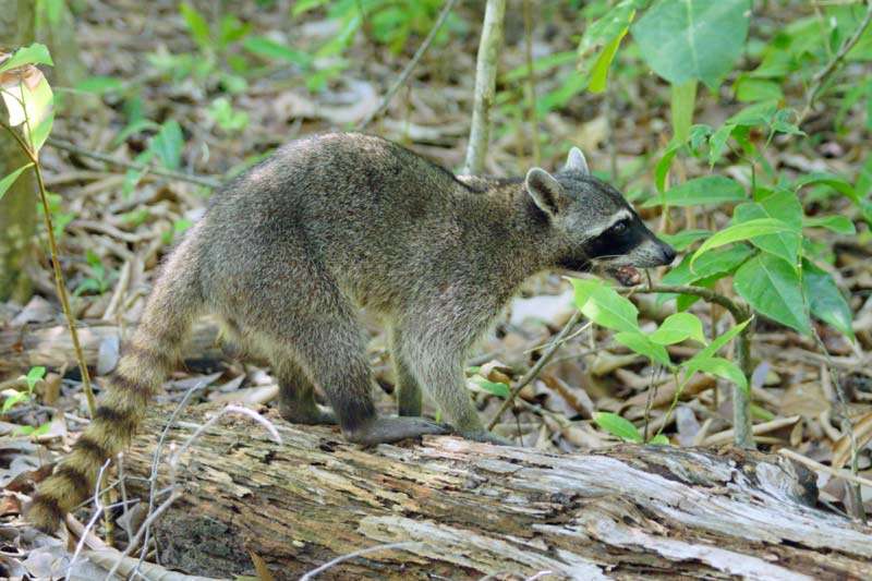 Crab-Eating Raccoon