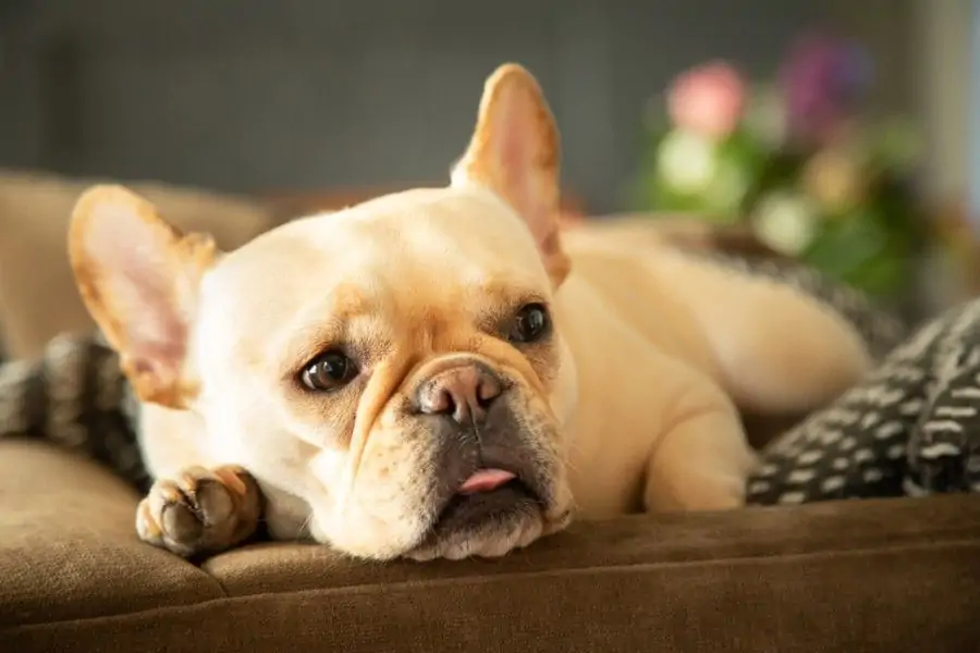 Cream French Bulldog (e/e Gene on E locus)