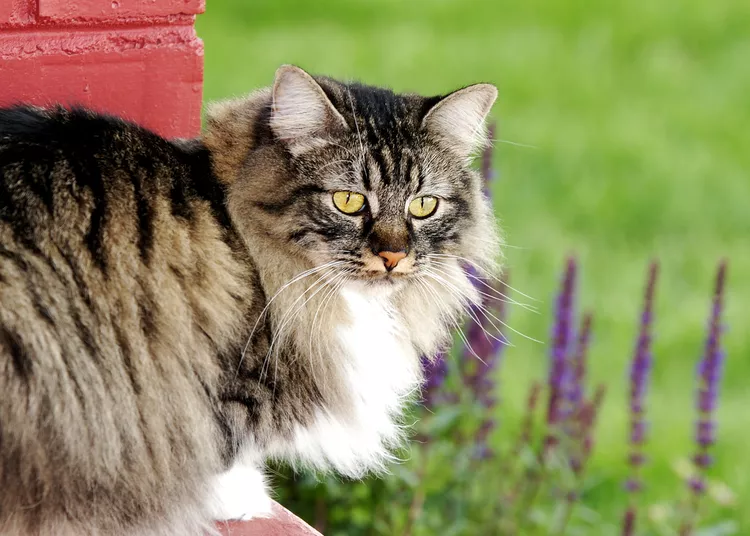 Cymric Cat
