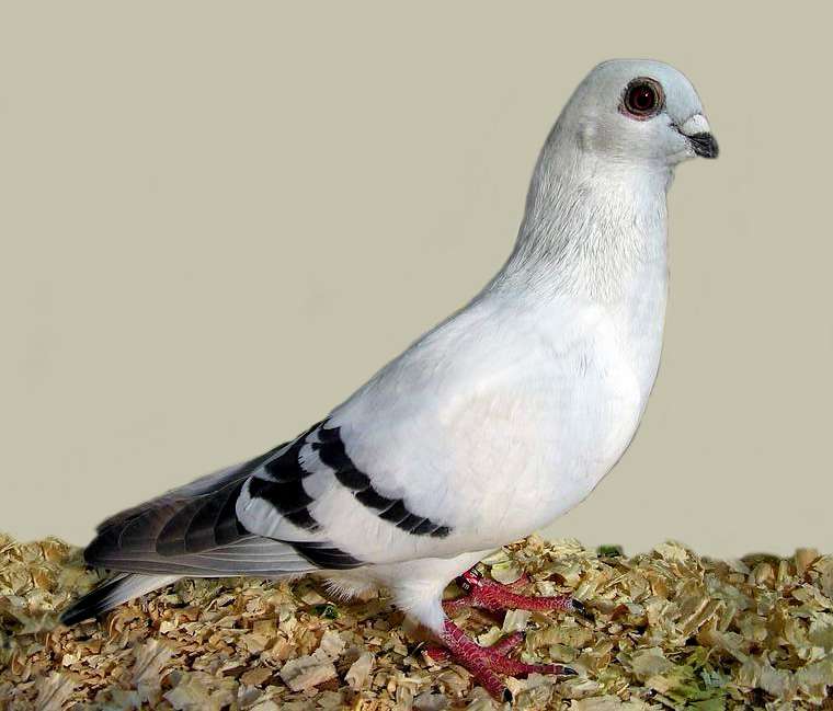 Damascene Pigeon