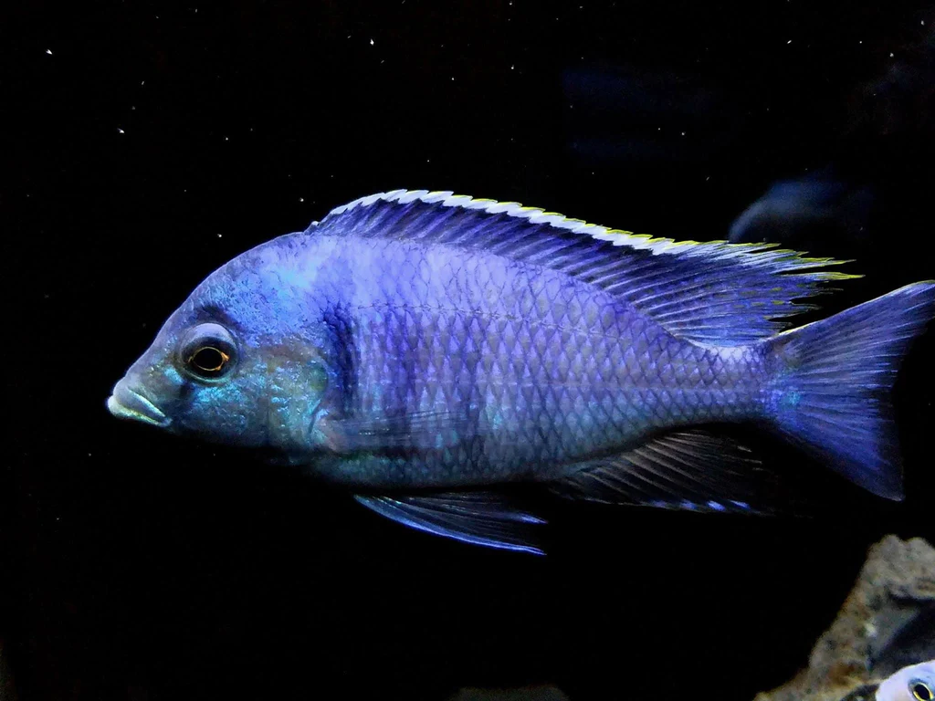 Deepwater Haplochromis Fish