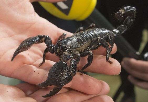 Dictator Scorpion
