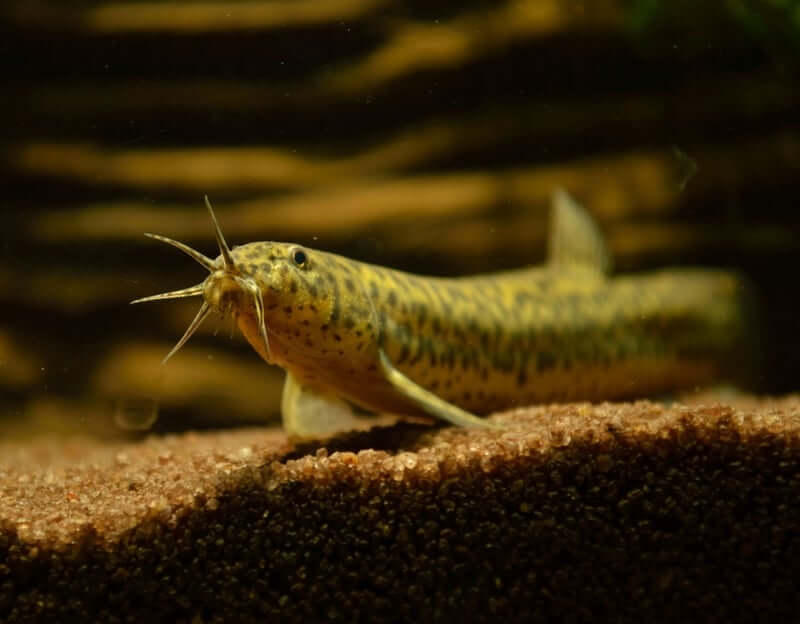 Dojo Loach