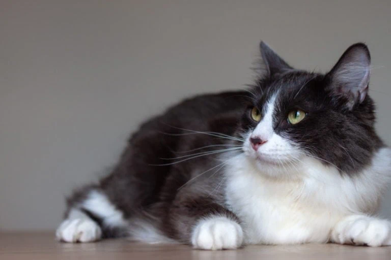Domestic Medium Hair Cat
