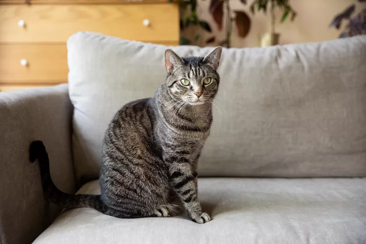 Domestic Shorthair Cat