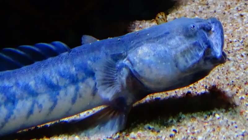 Dragon Fish Goby