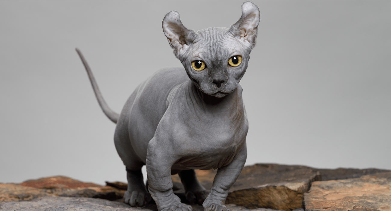 Dwelf Cat