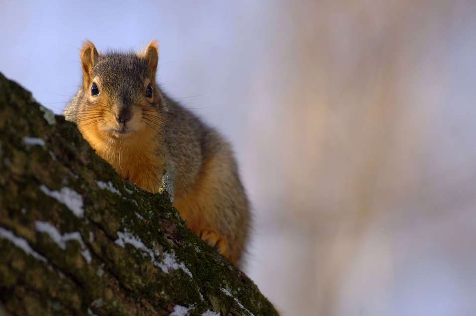 Eastern Fox Squirrel