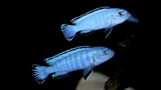 Eduard's Cichlid